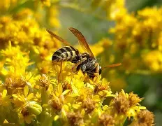 黄蜂队全队齐心协力,赢得胜利的简单介绍 黄蜂队全队齐心协力,赢得胜利的简单介绍